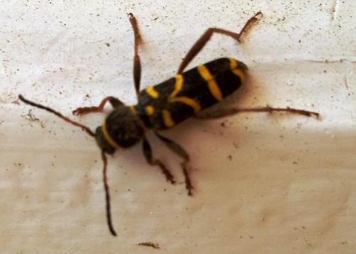 Clytus arietis